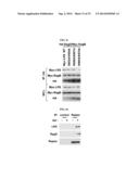 NOVEL USE OF LEUCYL TRNA SYNTHETASE diagram and image