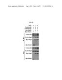 NOVEL USE OF LEUCYL TRNA SYNTHETASE diagram and image