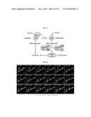 NOVEL USE OF LEUCYL TRNA SYNTHETASE diagram and image