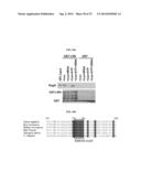 NOVEL USE OF LEUCYL TRNA SYNTHETASE diagram and image