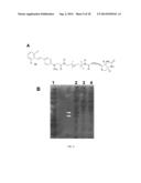 STILBENE ANALOGS AND METHODS OF TREATING CANCER diagram and image