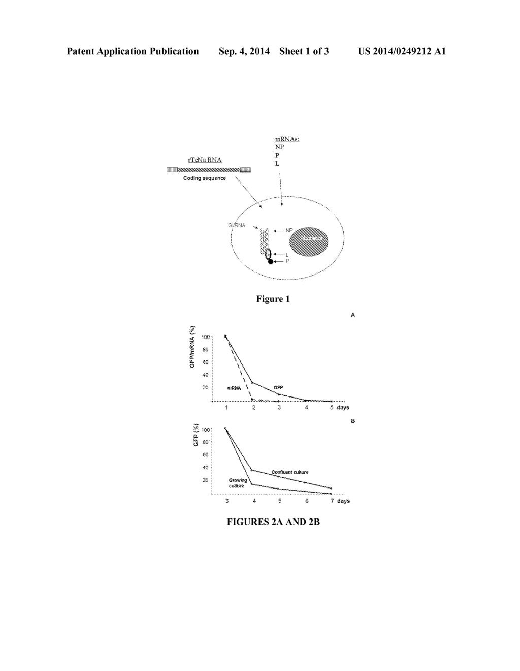 Compositions and Methods for Transient Expression of Recombinant RNA - diagram, schematic, and image 02