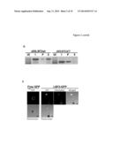 PLANTS WITH DECREASED ACTIVITY OF A STARCH DEPHOSPHORYLATING ENZYME diagram and image