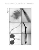 PLANTS WITH DECREASED ACTIVITY OF A STARCH DEPHOSPHORYLATING ENZYME diagram and image