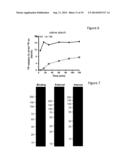 PLANTS WITH DECREASED ACTIVITY OF A STARCH DEPHOSPHORYLATING ENZYME diagram and image