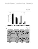 PLANTS WITH DECREASED ACTIVITY OF A STARCH DEPHOSPHORYLATING ENZYME diagram and image