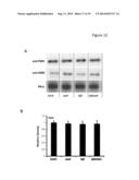 PLANTS WITH DECREASED ACTIVITY OF A STARCH DEPHOSPHORYLATING ENZYME diagram and image