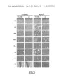 ANTI-VCAM-1 NANOBODIES diagram and image