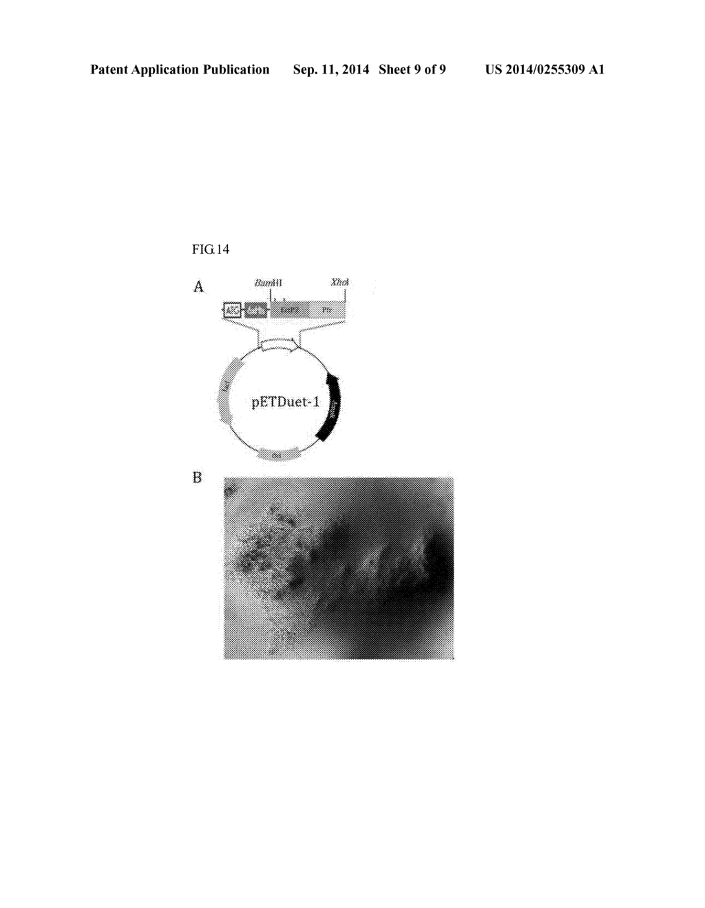 Peptide for Synthesizing Silica, and Use Thereof - diagram, schematic, and image 10