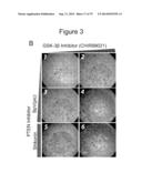 METHODS, KITS, AND COMPOSITIONS FOR STEM CELL SELF-RENEWAL diagram and image