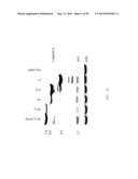 MODIFIED CASPASE POLYPEPTIDES AND USES THEREOF diagram and image