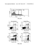 MODIFIED CASPASE POLYPEPTIDES AND USES THEREOF diagram and image