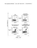 MODIFIED CASPASE POLYPEPTIDES AND USES THEREOF diagram and image