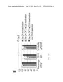 MODIFIED CASPASE POLYPEPTIDES AND USES THEREOF diagram and image