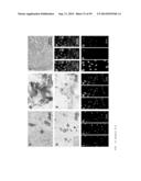 MODIFIED CASPASE POLYPEPTIDES AND USES THEREOF diagram and image