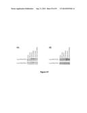 MODIFIED CASPASE POLYPEPTIDES AND USES THEREOF diagram and image