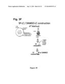 Regulation of Specific Spinal Neurons Regulating Pain Transmission diagram and image