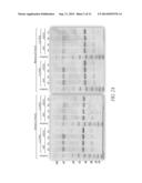 PEGYLATED TYROSYL-TRNA SYNTHETASE POLYPEPTIDES diagram and image