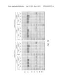 PEGYLATED TYROSYL-TRNA SYNTHETASE POLYPEPTIDES diagram and image