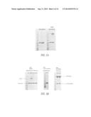 PEGYLATED TYROSYL-TRNA SYNTHETASE POLYPEPTIDES diagram and image