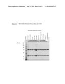 ISOLATION AND PURIFICATION OF ANTIBODIES USING PROTEIN A  AFFINITY     CHROMATOGRAPHY diagram and image