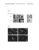 METHOD FOR PRODUCING PLURIPOTENT CELL USING BACTERIUM HAVING FERMENTATION     ABILITY diagram and image