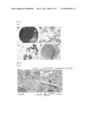 METHOD FOR PRODUCING PLURIPOTENT CELL USING BACTERIUM HAVING FERMENTATION     ABILITY diagram and image