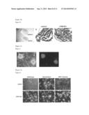 METHOD FOR PRODUCING PLURIPOTENT CELL USING BACTERIUM HAVING FERMENTATION     ABILITY diagram and image