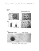 METHOD FOR PRODUCING PLURIPOTENT CELL USING BACTERIUM HAVING FERMENTATION     ABILITY diagram and image