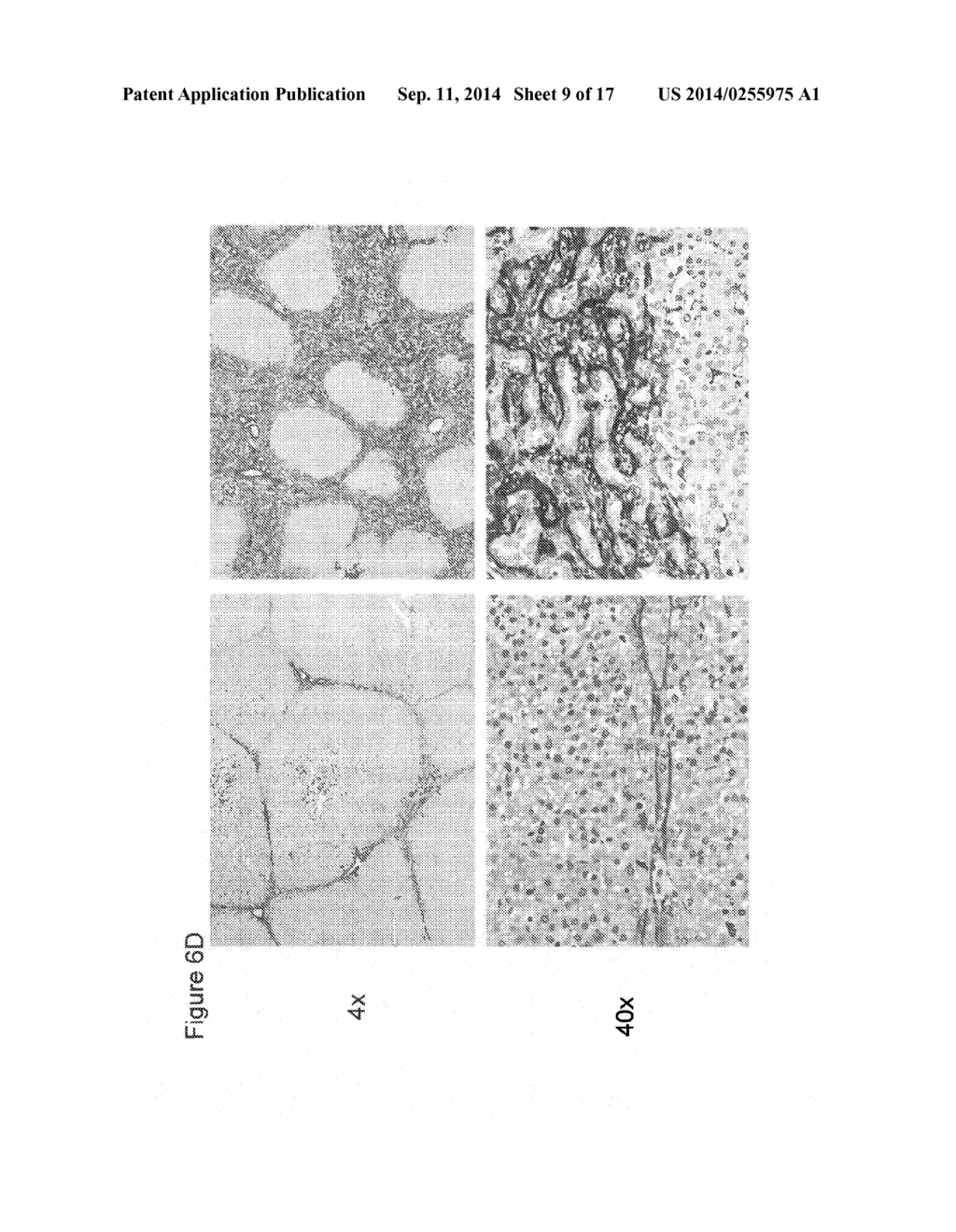 TRANSGENIC PIG MODELS OF CYSTIC FIBROSIS - diagram, schematic, and image 10