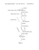 SYNTHESIS OF LONG FISH PROBES diagram and image