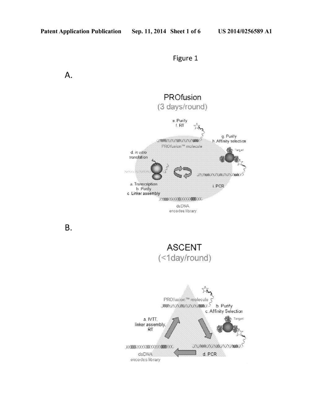 METHODS FOR ACCELERATED SELECTION OF POLYPEPTIDES - diagram, schematic, and image 02