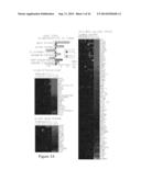 Compositions And Methods For Treating Glioma diagram and image