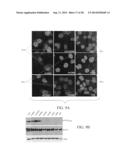 PROTEIN-PROTEIN INTERACTION AS BIOMARKERS diagram and image