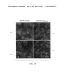 PROTEIN-PROTEIN INTERACTION AS BIOMARKERS diagram and image