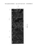 PROTEIN-PROTEIN INTERACTION AS BIOMARKERS diagram and image