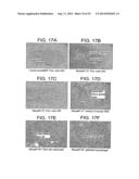 Polypeptides Involved In Immune Response diagram and image