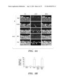 CO-ACTIVATION OF MTOR AND STAT3 PATHWAYS TO PROMOTE NEURONAL SURVIVAL AND     REGENERATION diagram and image