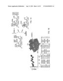 Stabilized Variant MAML Peptides and Uses Thereof diagram and image