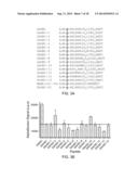 Stabilized Variant MAML Peptides and Uses Thereof diagram and image