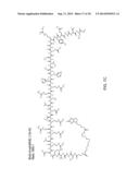 Stabilized Variant MAML Peptides and Uses Thereof diagram and image