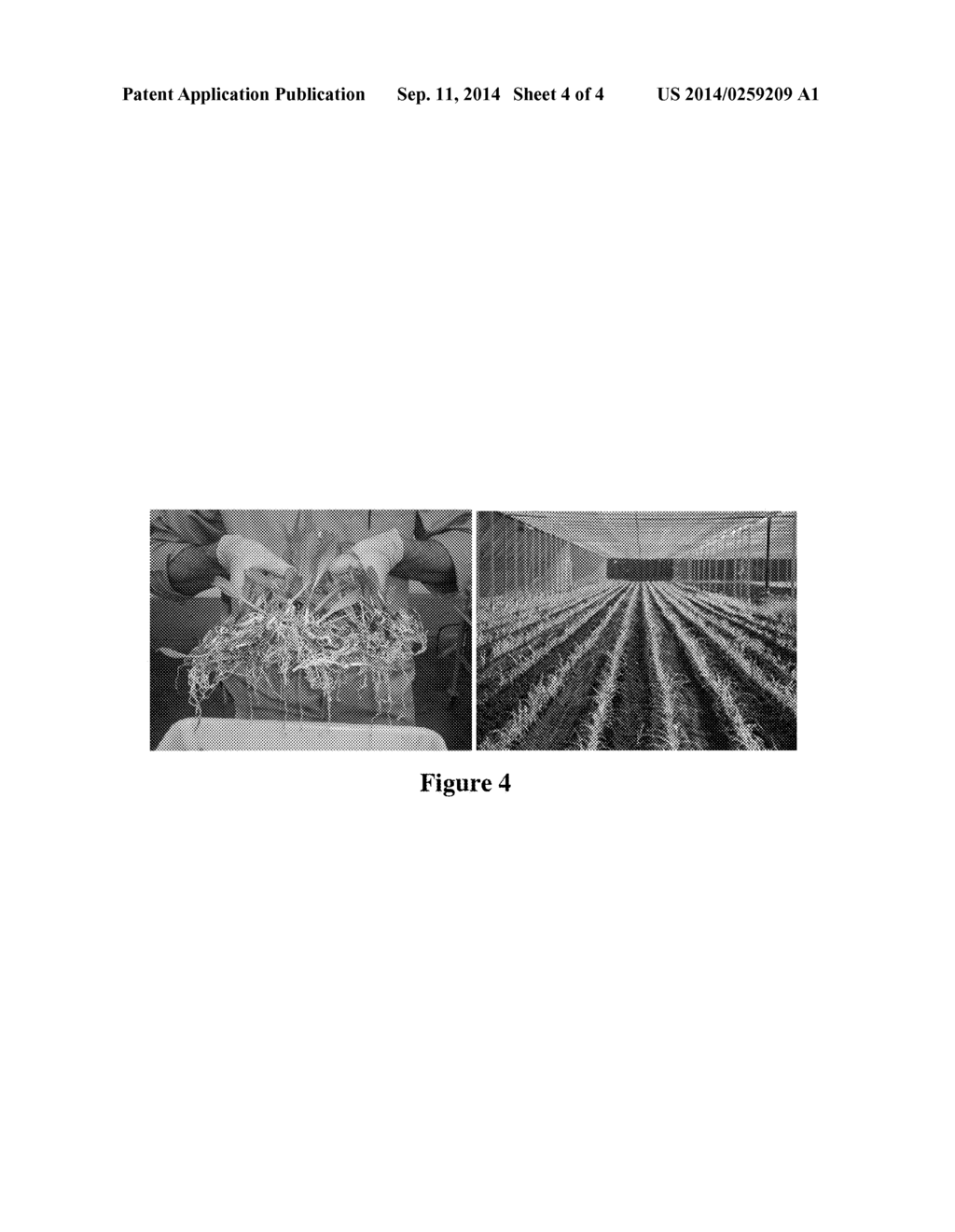 ROOT SOAKING METHOD TO PRODUCE DOUBLE HAPLOID INBRED LINES IN CORN - diagram, schematic, and image 05