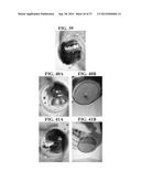 PLANT-BASED COMPOSITIONS AND USES THEREOF diagram and image