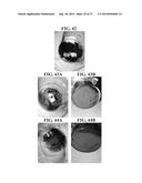 PLANT-BASED COMPOSITIONS AND USES THEREOF diagram and image