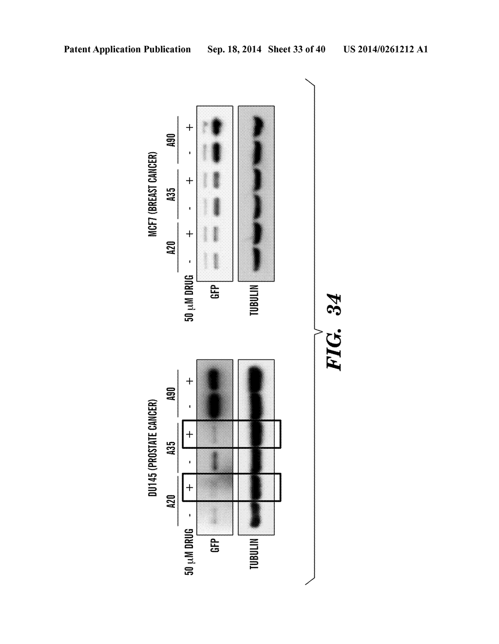 NOVEL GERM CELL ABLATION COMPOUNDS AND USES THEREOF - diagram, schematic, and image 34