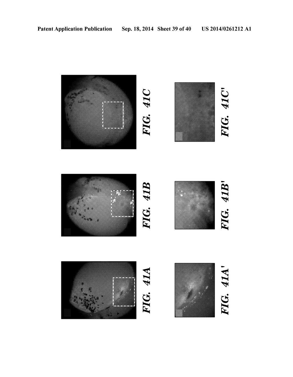 NOVEL GERM CELL ABLATION COMPOUNDS AND USES THEREOF - diagram, schematic, and image 40