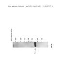 MONOCLONAL ANTIBODIES TO EGFR, AND USES THEREFOR diagram and image