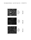 MONOCLONAL ANTIBODIES TO EGFR, AND USES THEREFOR diagram and image