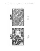 MONOCLONAL ANTIBODIES TO EGFR, AND USES THEREFOR diagram and image