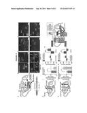 OPTOGENETIC CONTROL OF INPUTS TO THE VENTRAL TEGMENTAL AREA diagram and image